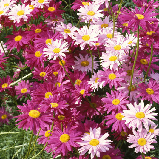 Last Day Sale - 60% OFF🌱 Pest Killer-Pyrethrum Daisy Seeds - Mixed Color