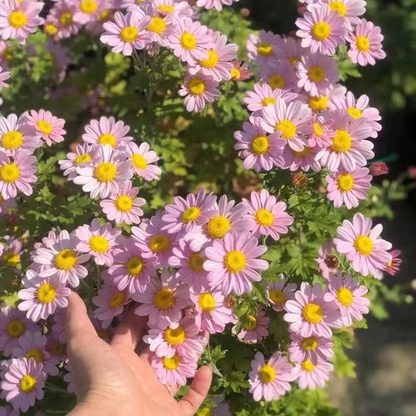 Last Day Sale - 60% OFF🌱 Pest Killer-Pyrethrum Daisy Seeds - Mixed Color