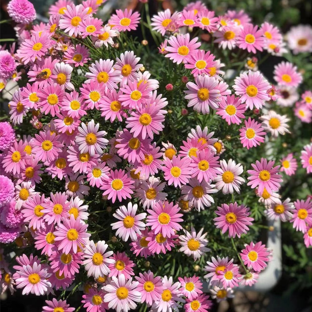 Last Day Sale - 60% OFF🌱 Pest Killer-Pyrethrum Daisy Seeds - Mixed Color