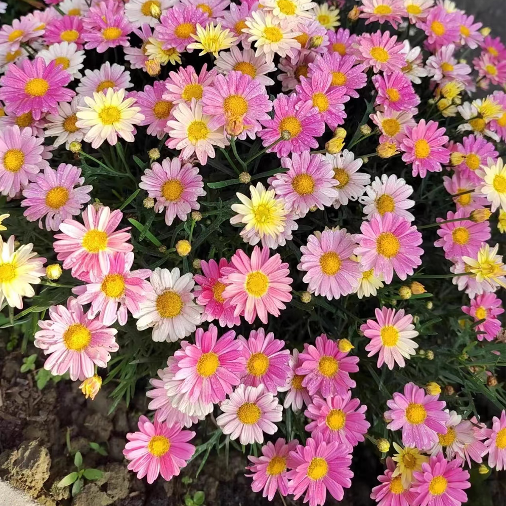 Last Day Sale - 60% OFF🌱 Pest Killer-Pyrethrum Daisy Seeds - Mixed Color